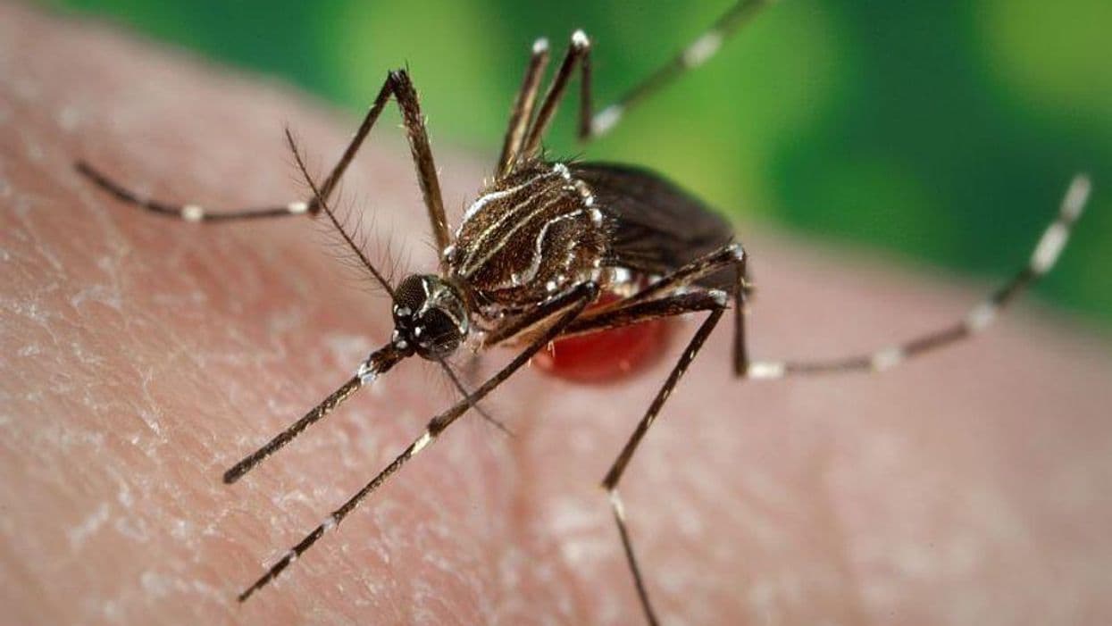 Low Dengue Incidence in 2020 Due to COVID-19-Related Disruption
